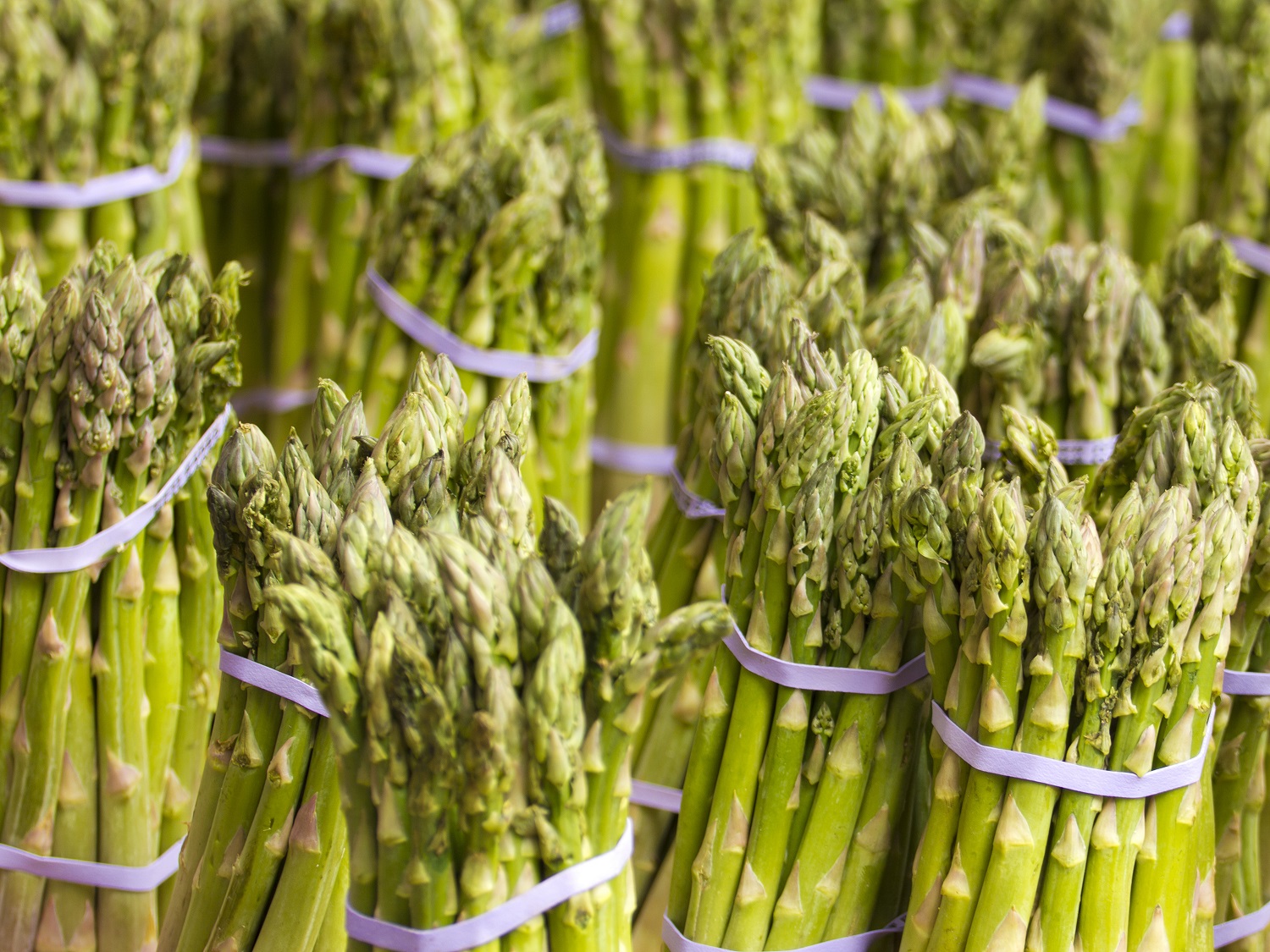 Asparagus production hit by Caborca’s frigid winter