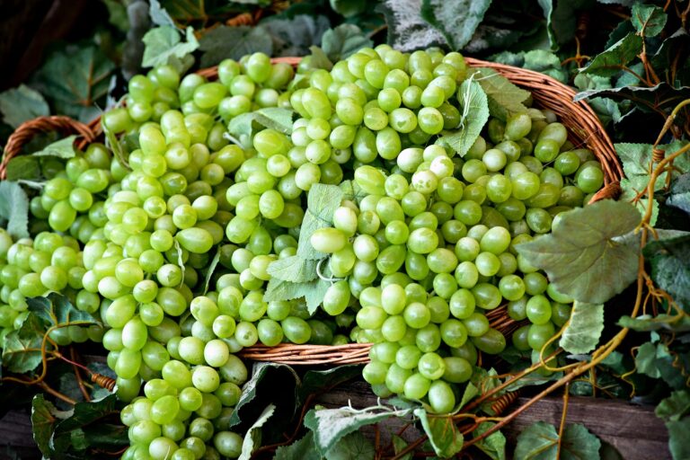 Mexican Grape Season