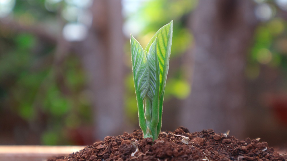 How to plant and grow avocados