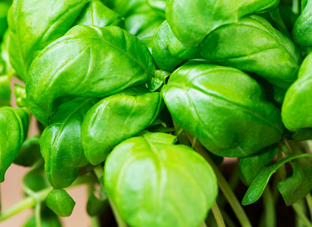 How To Grow Herbs In Home Gardens How To Grow Herbs In Home Gardens