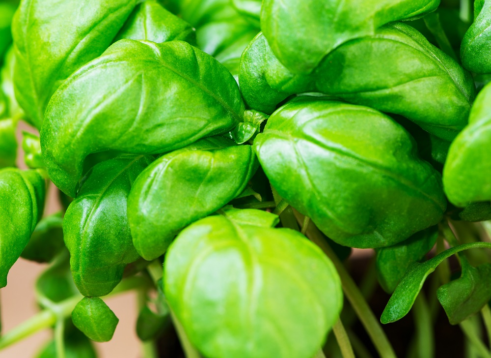 How to grow basil in your backyard