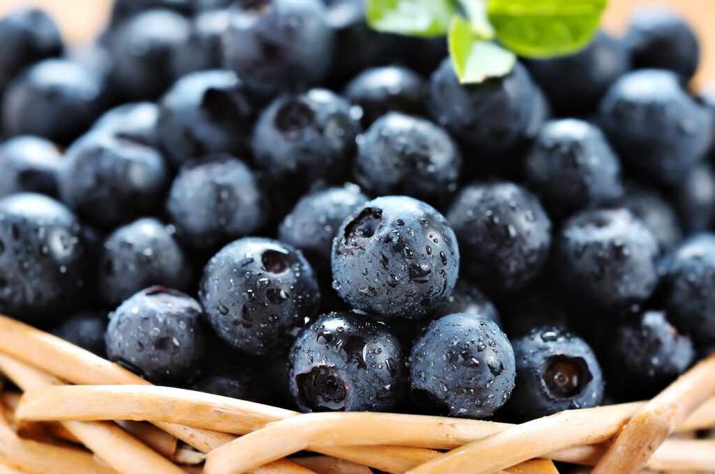 Exploring the Nutritional Benefits of Jumbo Blueberries in