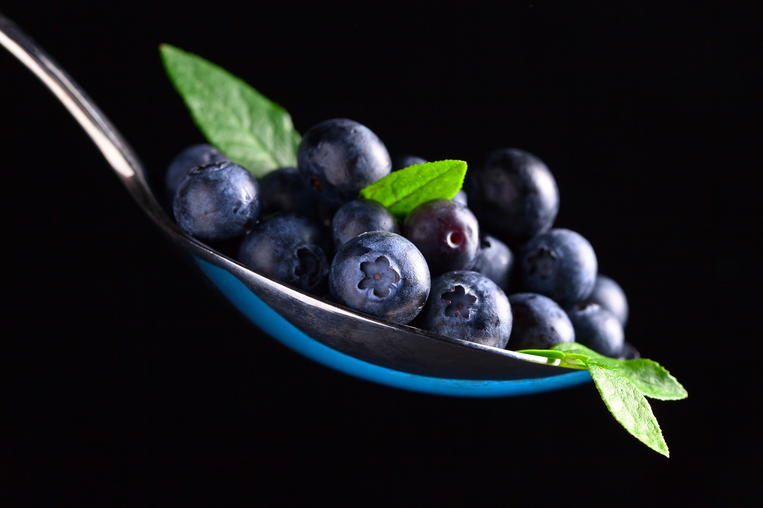 Explainer Types of blueberries