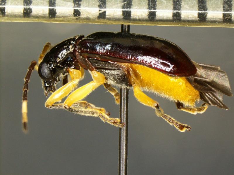 CBP identify rare pest at US/Mexico border in fruit shipment