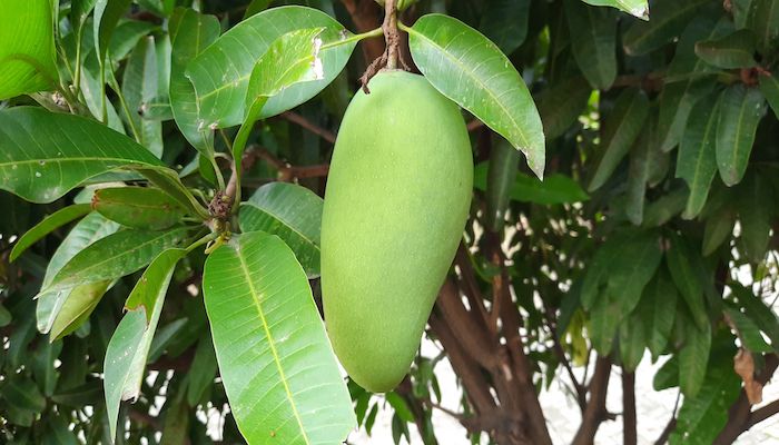 Weather and water issues slash mango production forecast by 50% in Pakistan