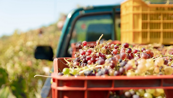 USDA extends comment period for Chilean table grapes import rules proposal