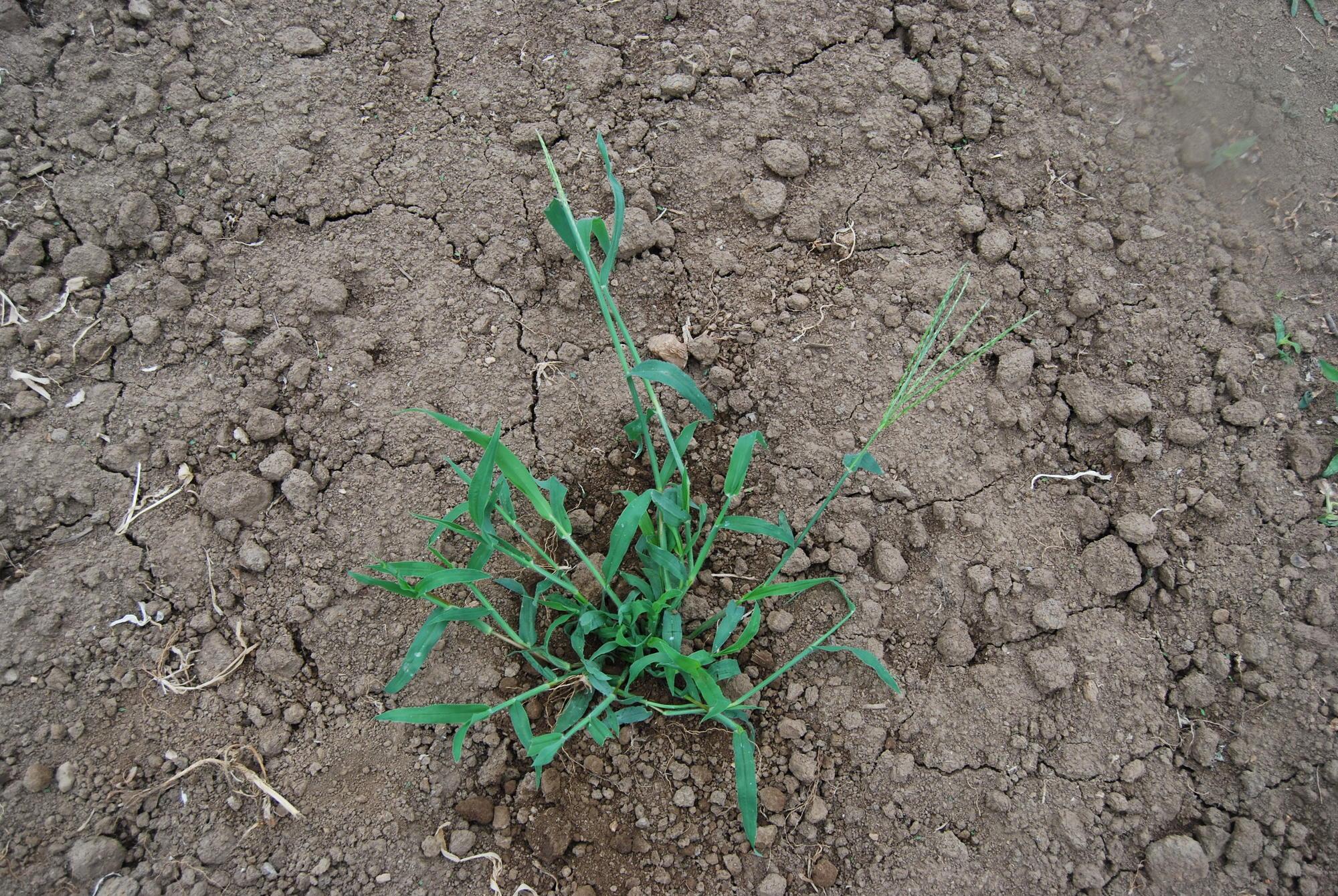 How to control weeds in vegetable garden