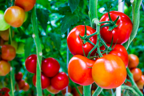 GM tomatoes as an alternative for Parkinson's patients