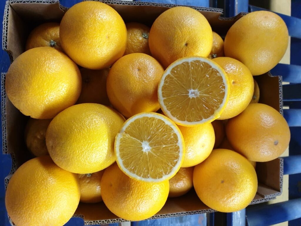 Jupiter Group experiences record-breaking South African orange season