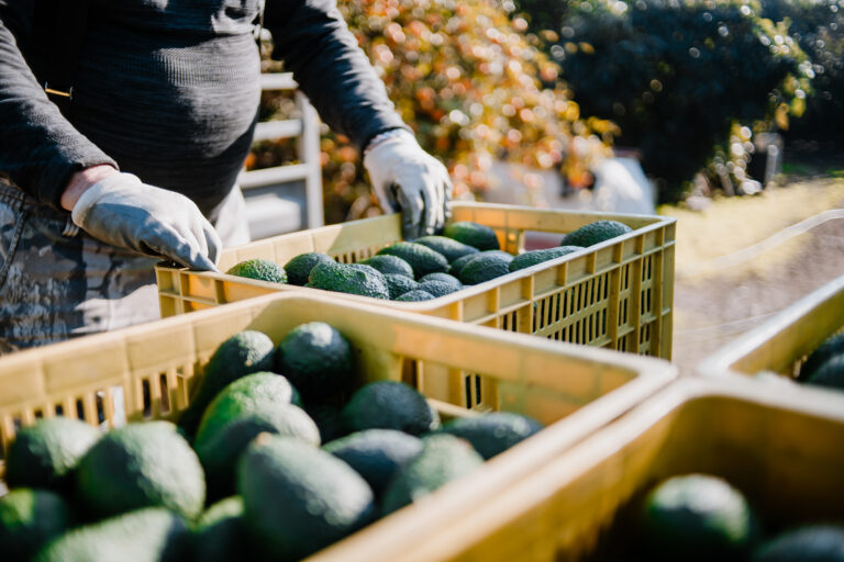 mexican avocado from jalisco