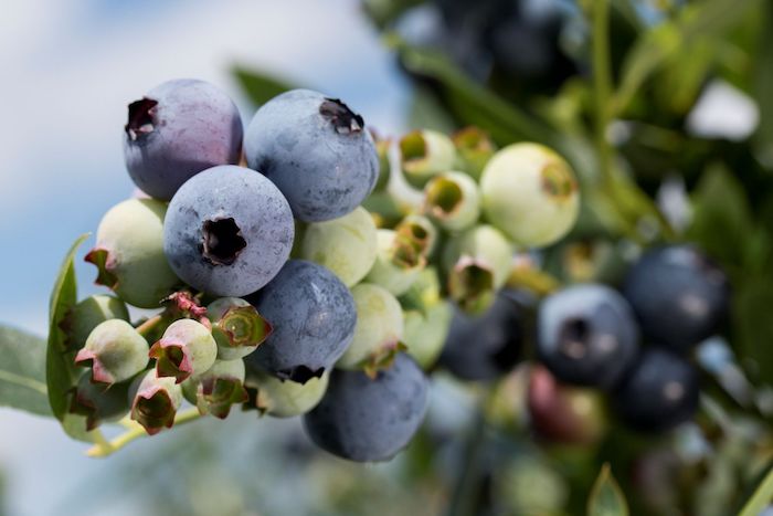 Notification tool helps blueberry growers control disease