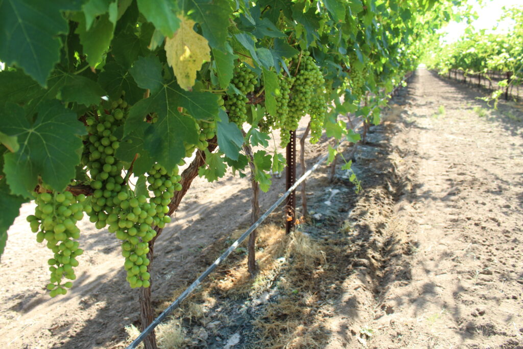 California vineyards endure varied response to September weather