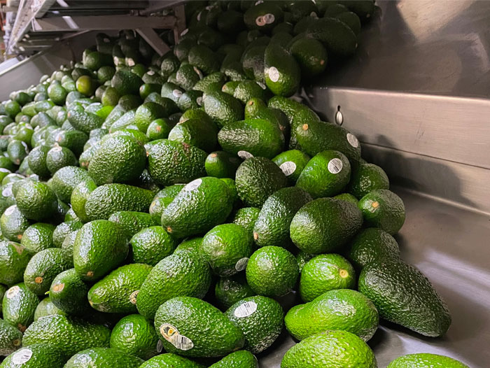 California avocado prices up