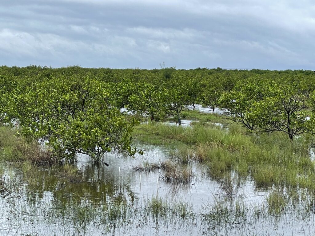 Citrus industry appears to be Florida ag’s biggest Ian casualty