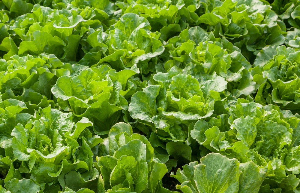 Prices spike with low Central Valley lettuce supplies