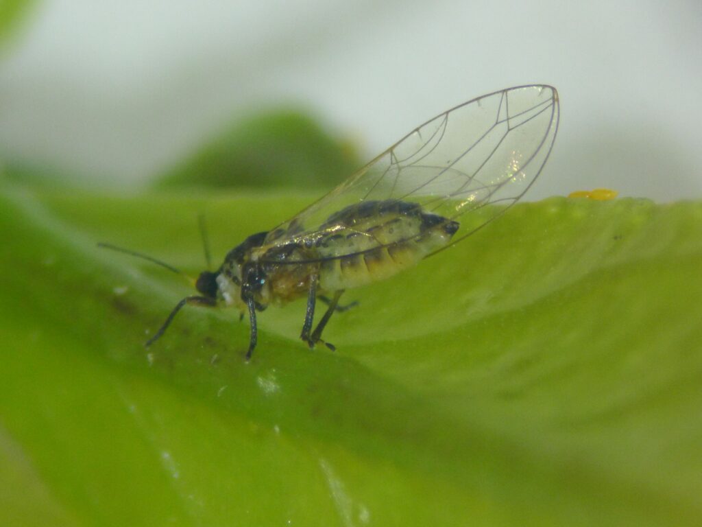 African HLB vector spreads along the coast of Portugal, threatens Huelva citrus fruits