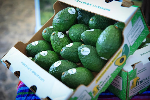 Guatemala eyes first avocado exports to U.S. by mid-2023