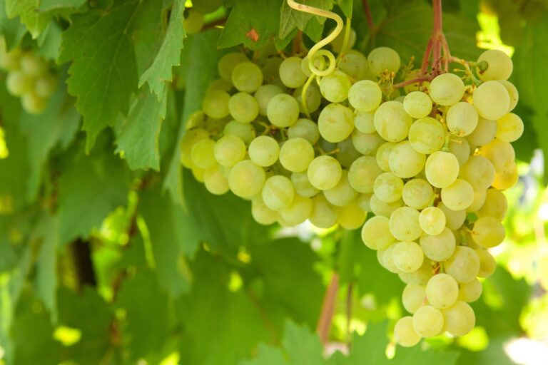 Peru's grape industry
