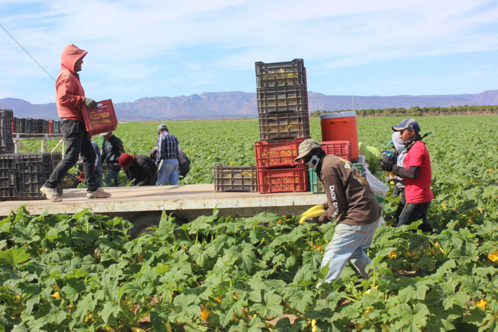 Production costs and weather decrease West Mexico veg supplies