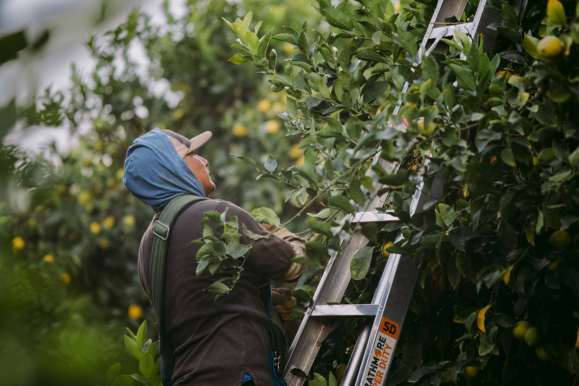 Exchange rates key concern for California citrus