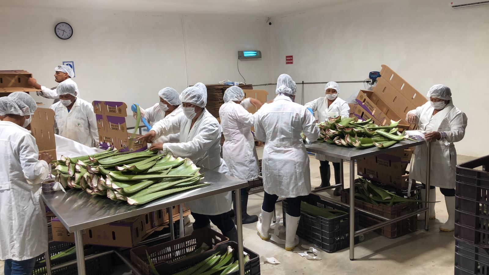 Aloe vera production a hit for InterAgro