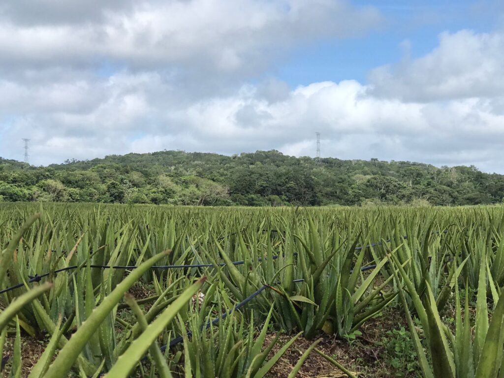 Aloe vera production a hit for InterAgro