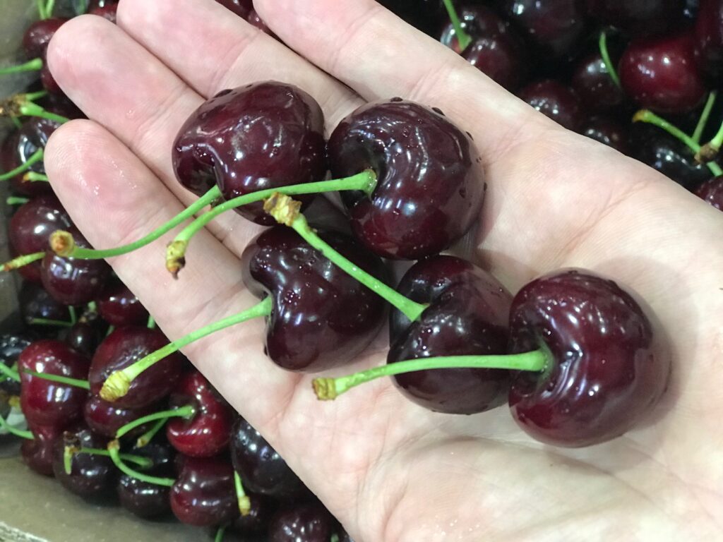 North Bay offers premium South American sweet cherries