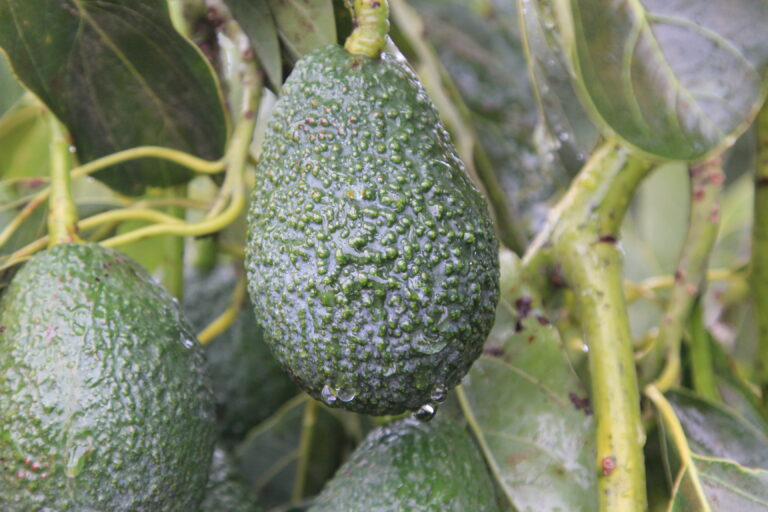 Peruvian avocado prices 40% to 50% higher than last season