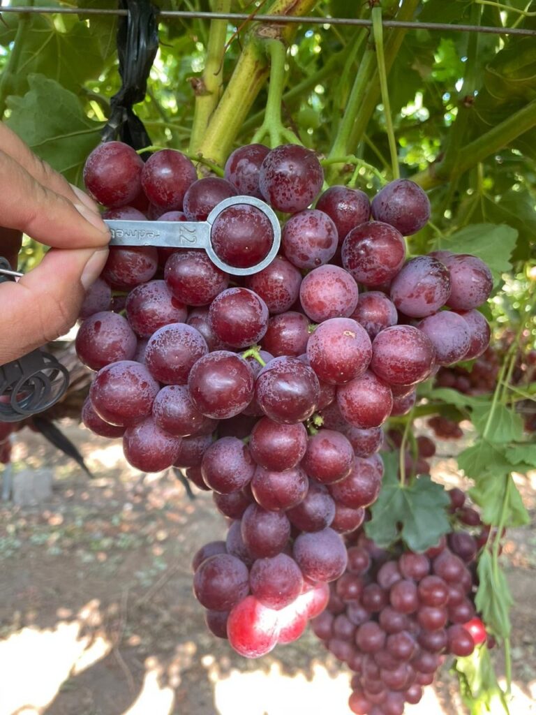 A major season for new varieties of Chilean table grape