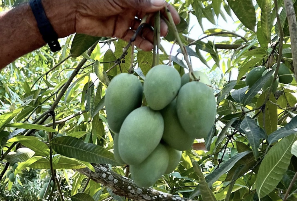 First import of Colombian sugar mango ready to debut in the U.S.