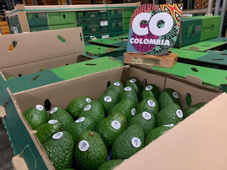 Colombian Avocados