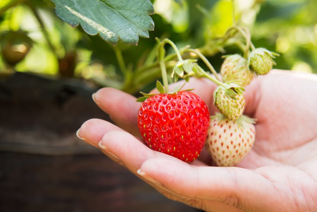 Strawberries could help fight heart disease, study says