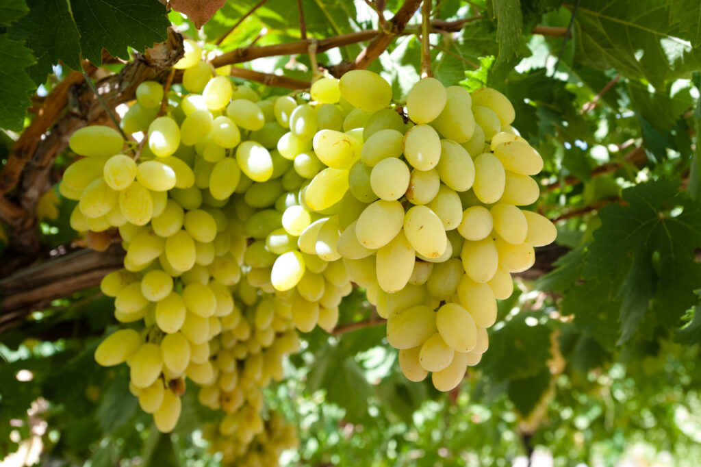 Italian table grape event launched at Berlin Fruit Logistica