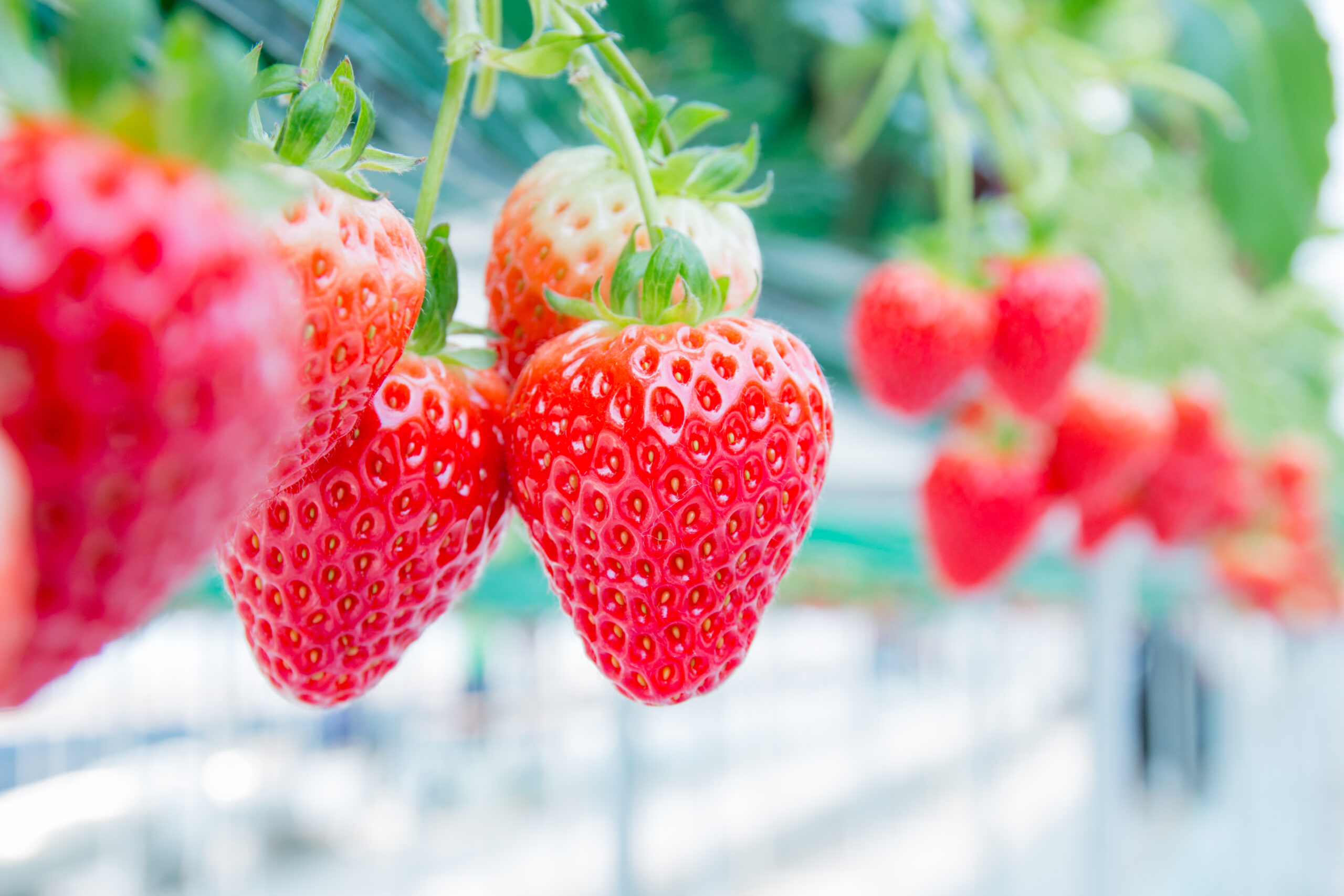 California Strawberry Commission statement on river flooding