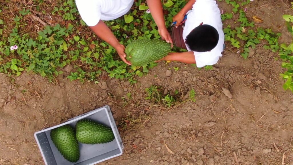 Ecuadorian soursop industry betting on the U.S. market to increase global consumption