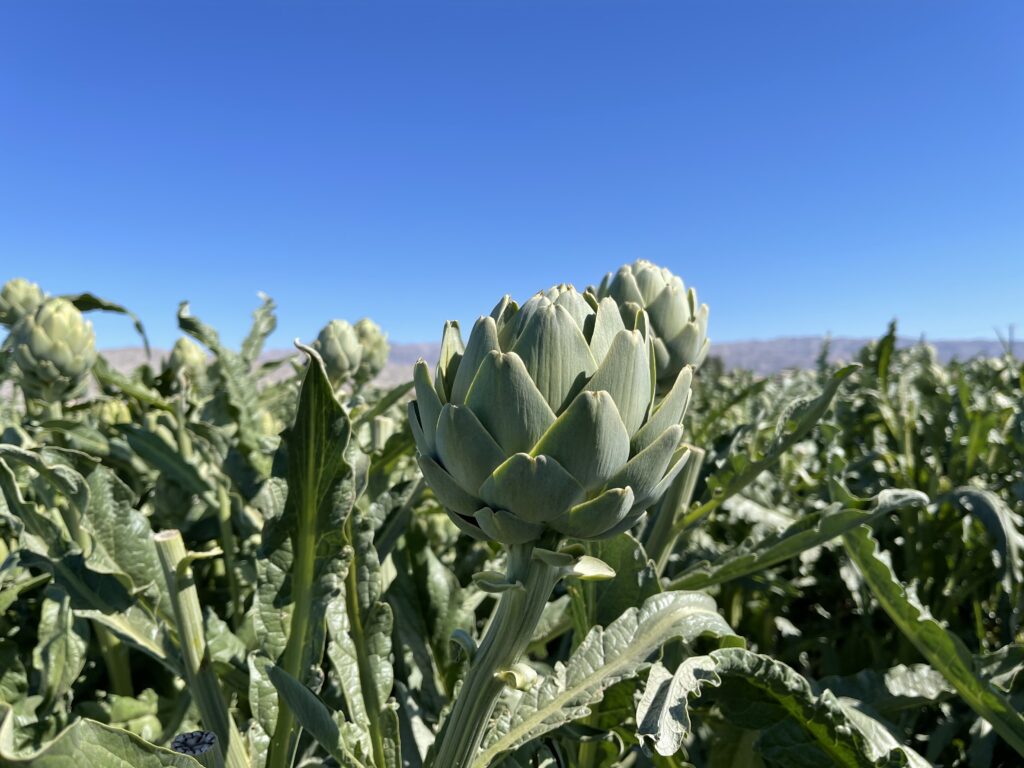 Artichokes to enjoy promotable volumes through May