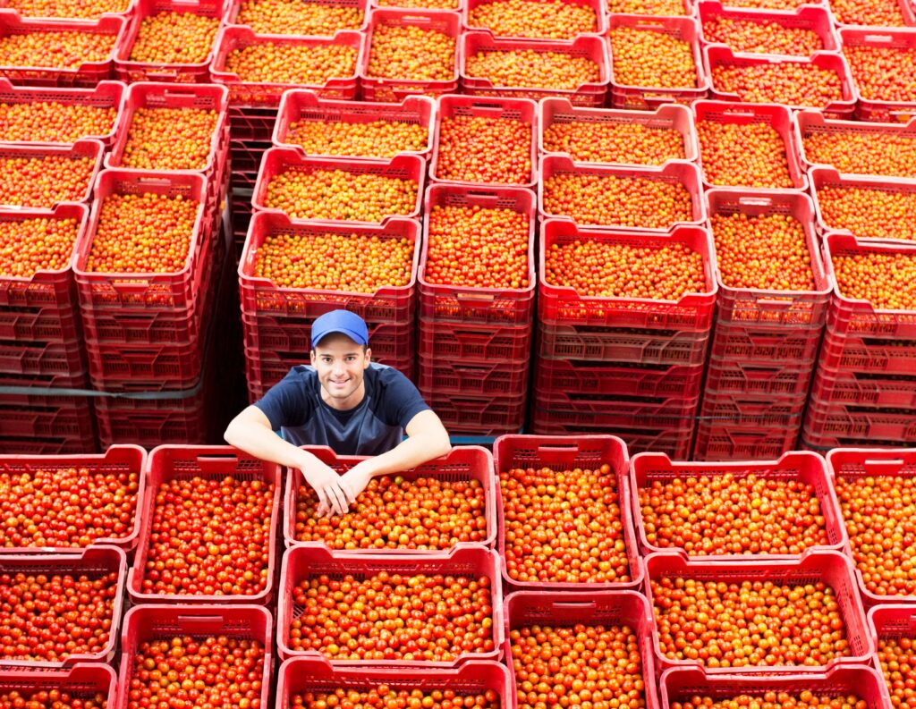 How modern sorting, grading and packing solutions are making tomato packhouses more competitive