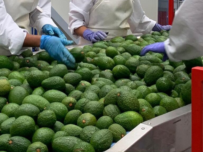 Colombian avocados