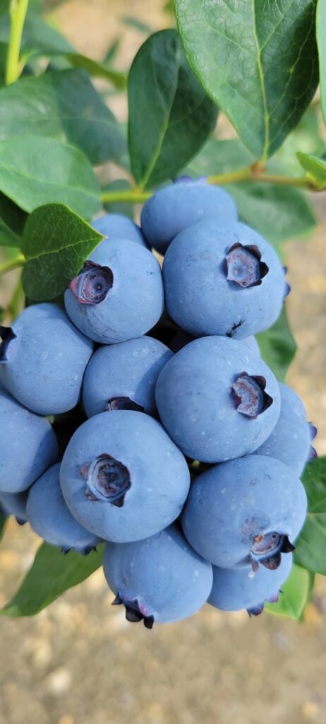 Naturipe Farms kicks off Summer with delicious blueberries