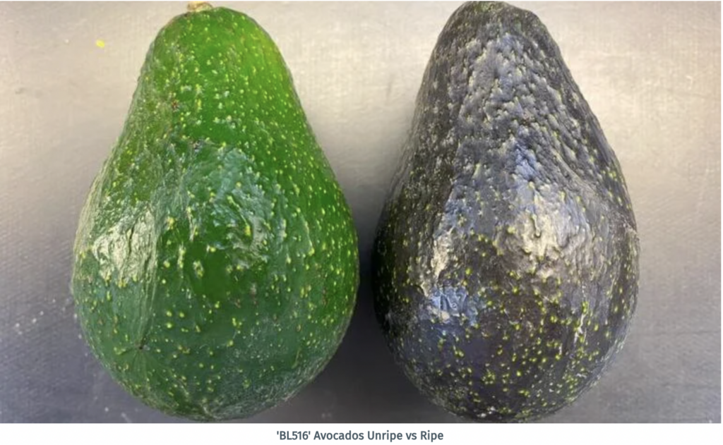 Strong demand for bagged California avocados