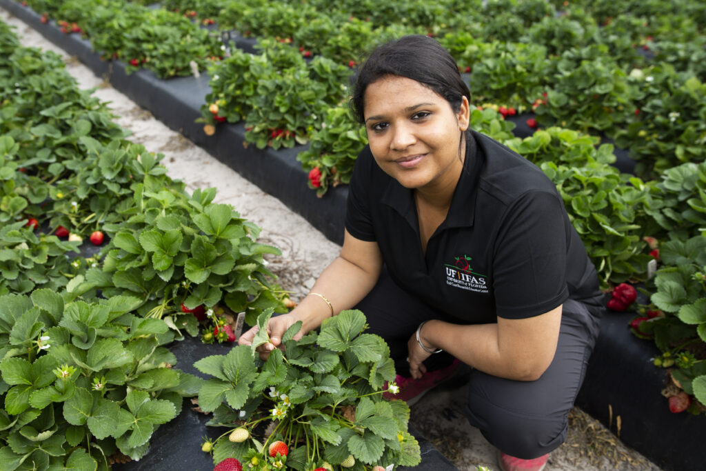 Researchers warn about UV usage for strawberry pests