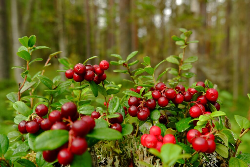 U S Cranberry Exports Up 80 