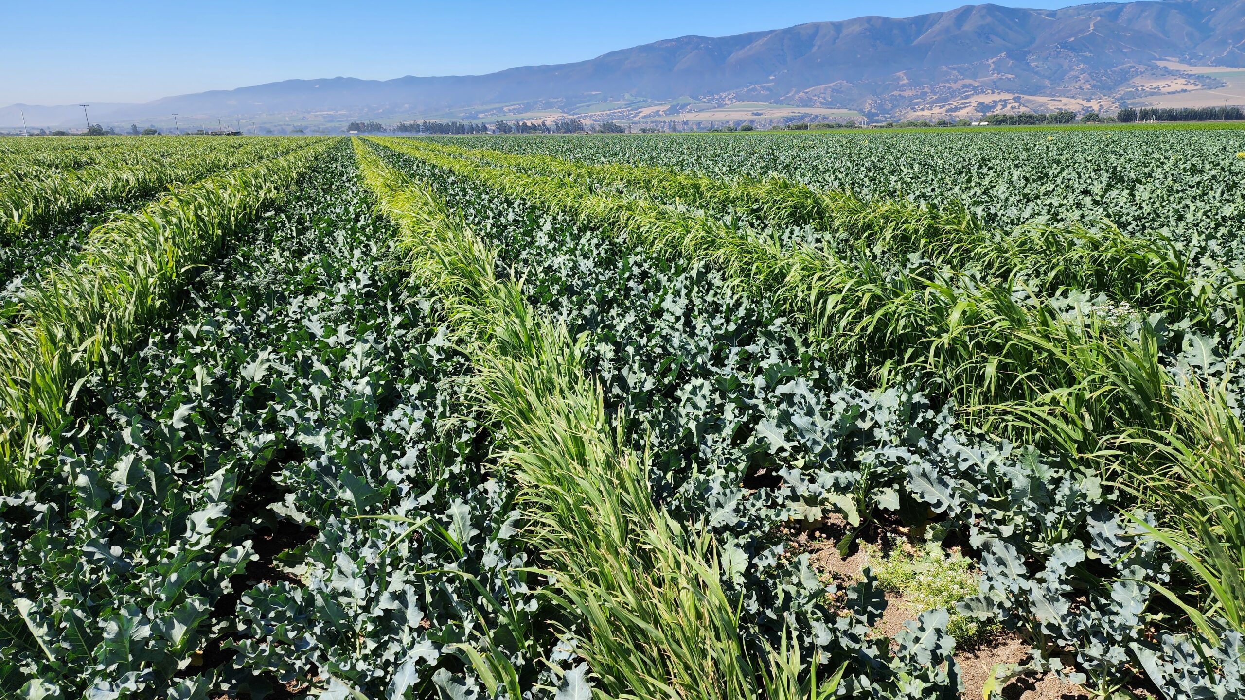 Organic Produce Summit: Lasering weeds and other developments - Vimarsana News