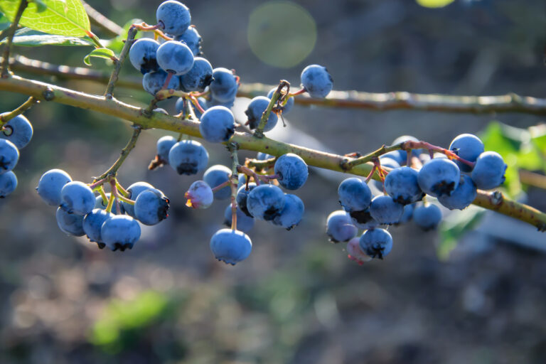 British Columbia’s blueberry