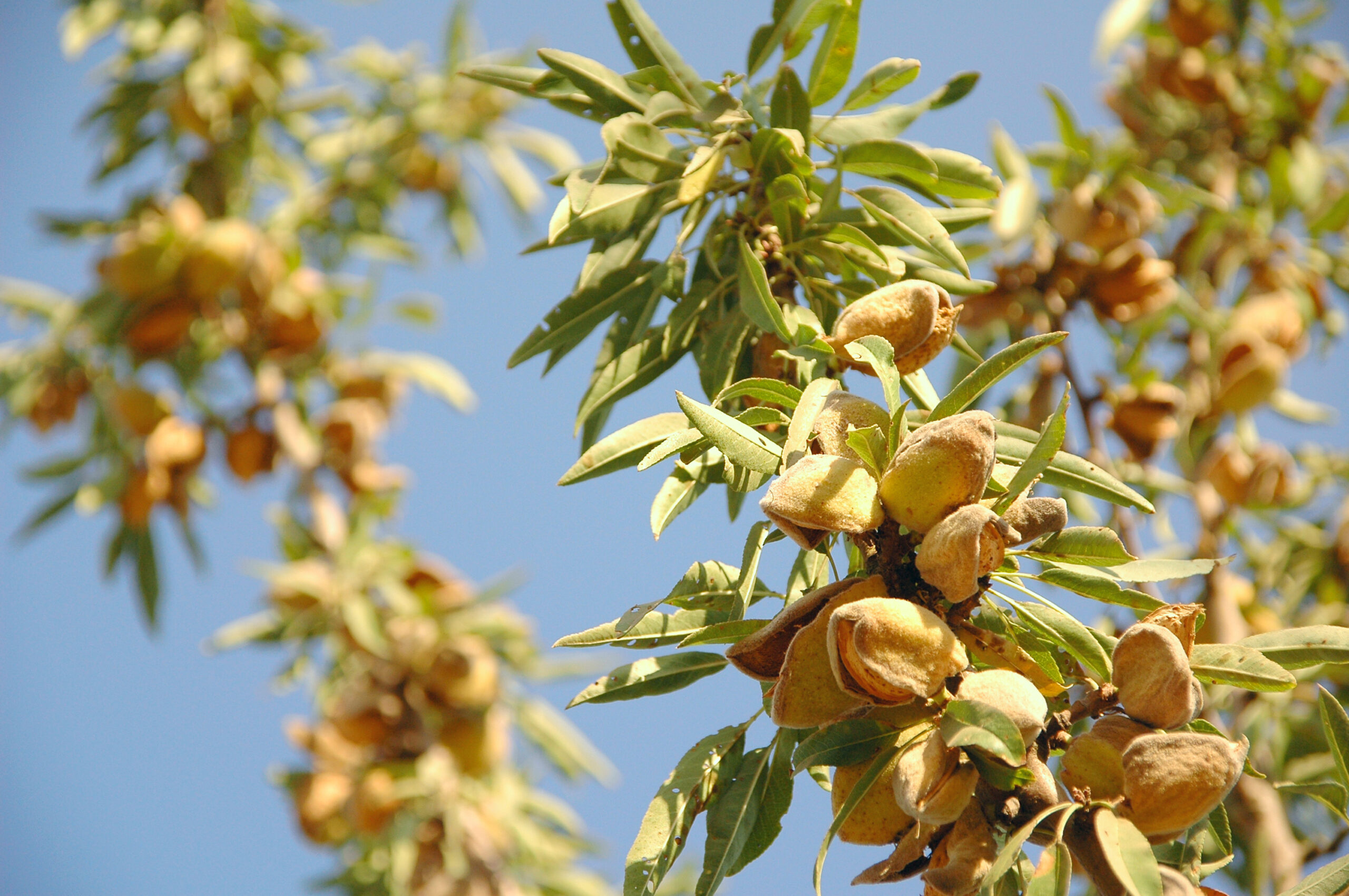 California almond forecast slightly up for 2023 - Vimarsana News