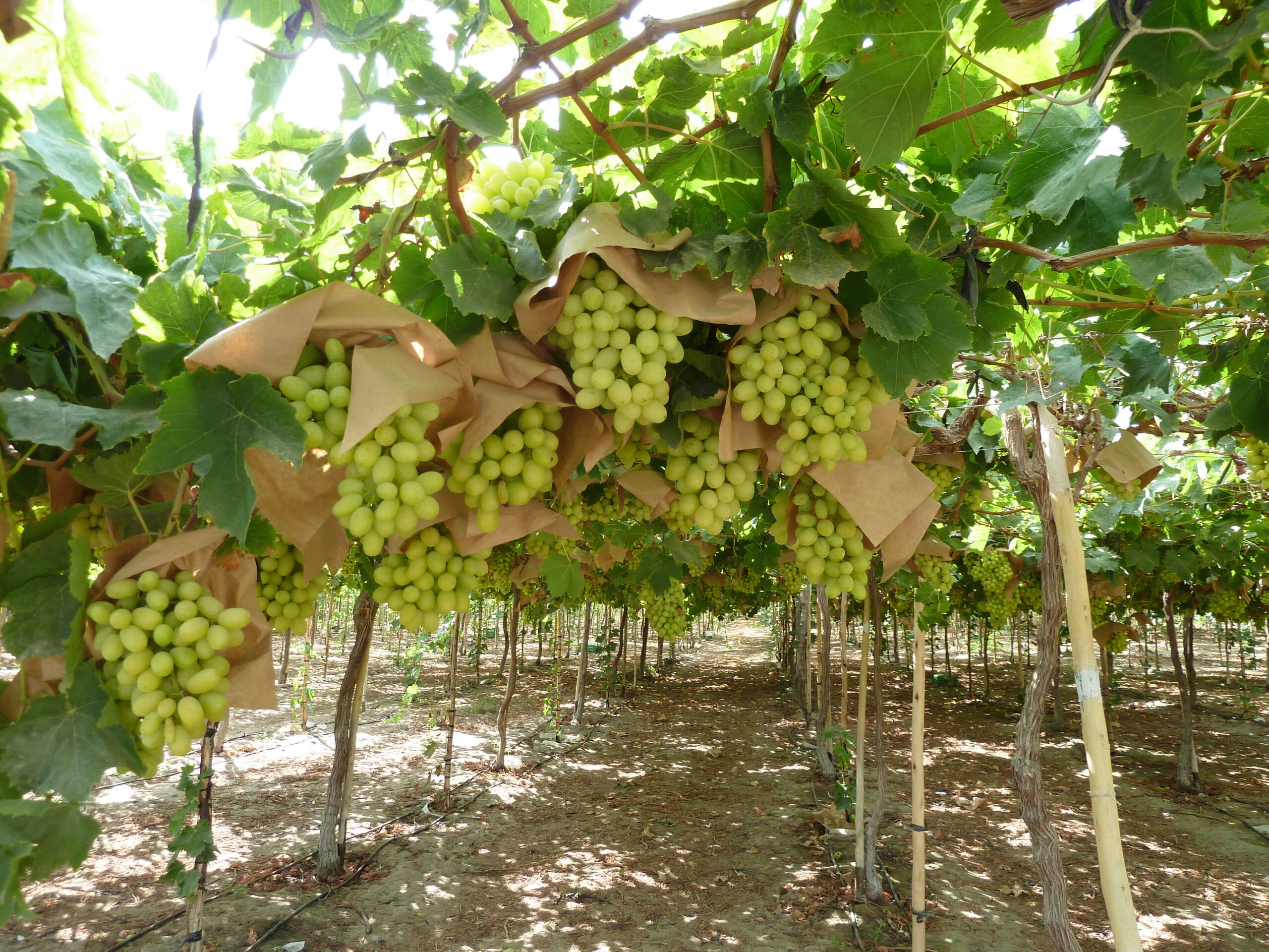 Peruvian table grape exports rose 10 in 202223