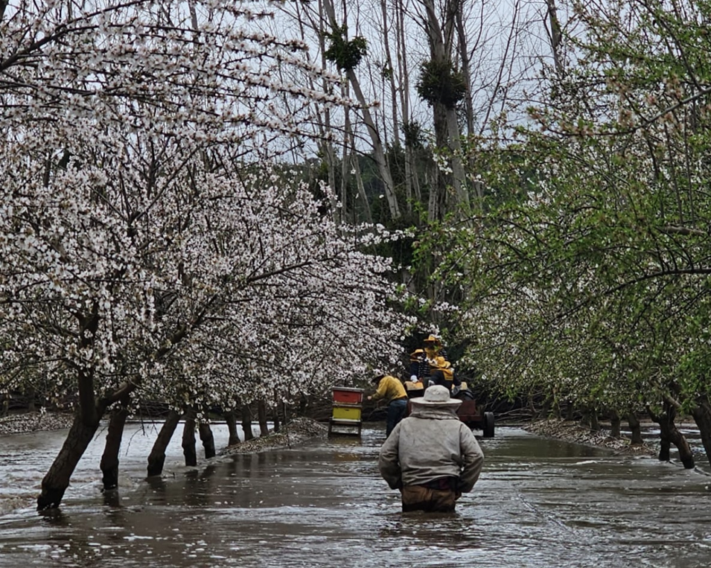 Intense rains keep Chilean fruit regions on alert