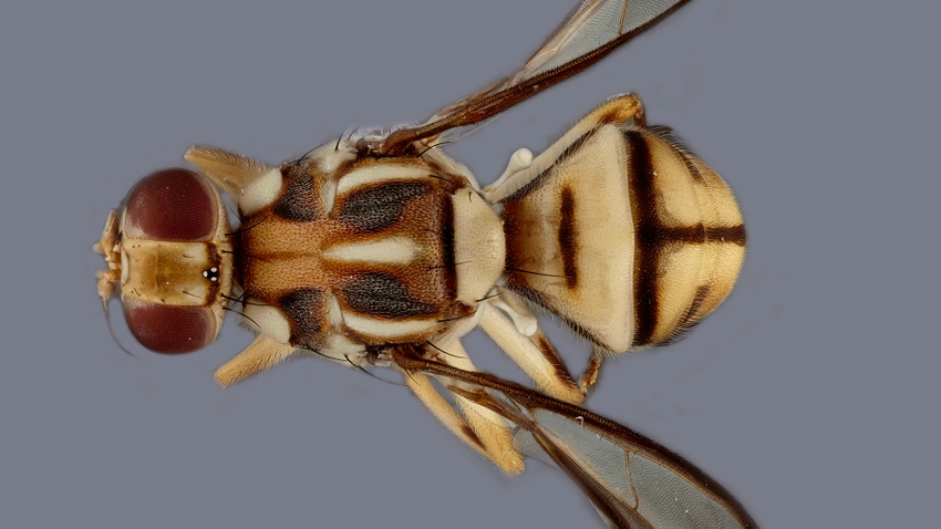 Fruit Fly (Family Drosophilidae) – Field Station