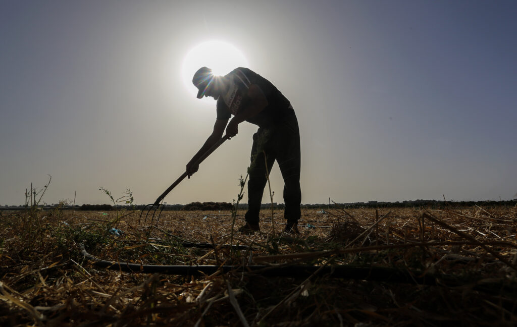 Lack of rain and extreme heat affecting Gaza grape production