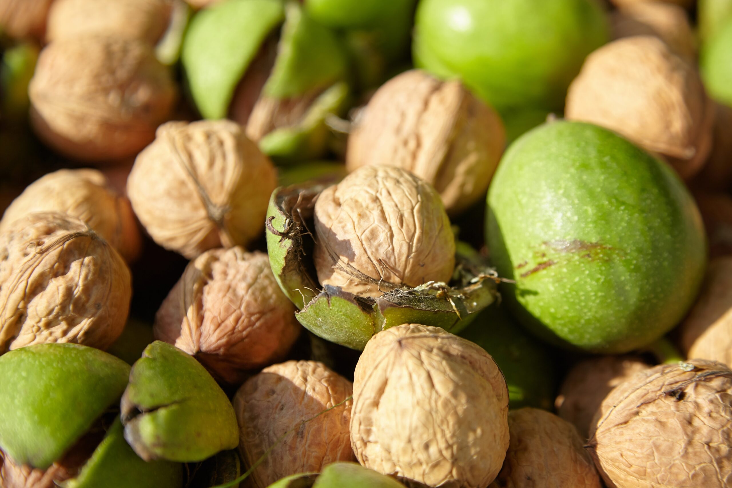 Positive outlook for 2023 brings relief to California walnut growers